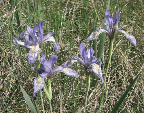 Wild Iris, Black Forest, Colorado.